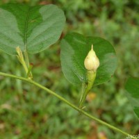Camonea pilosa (Houtt.) A.R.Simões & Staples s.l.